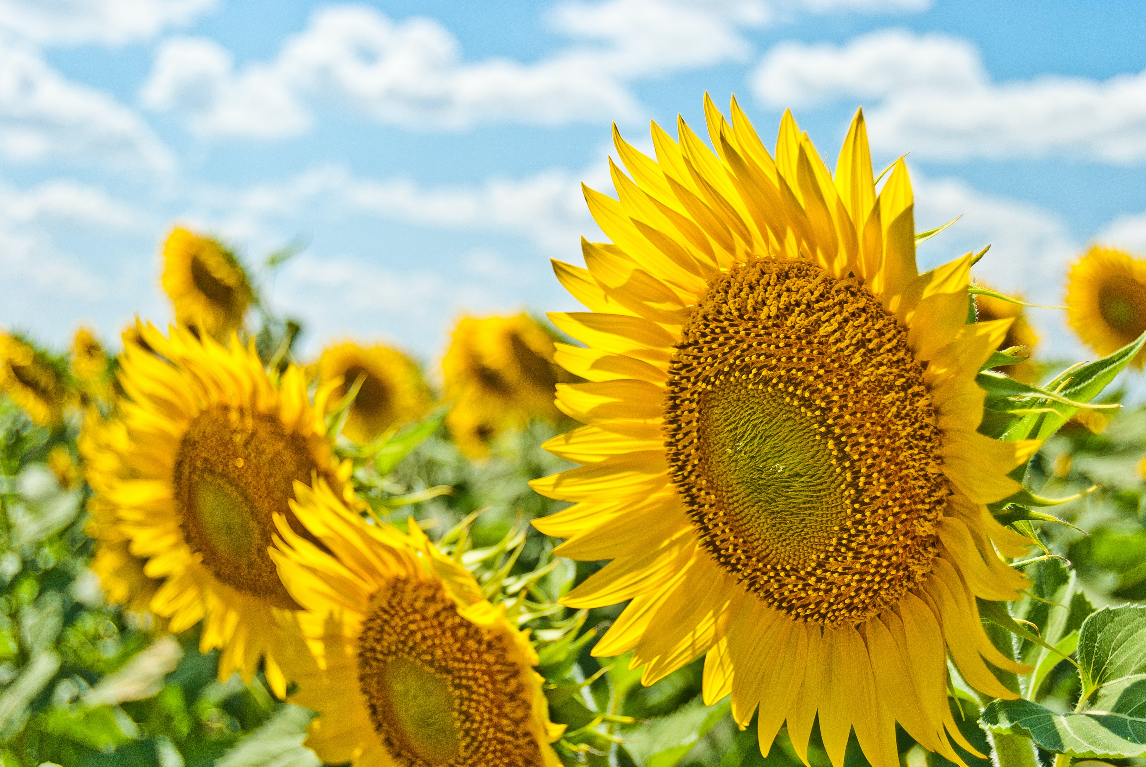 Big, yellow sunflower in front and field of sunflowers in the backround. Lightblue sky with light, white clouds