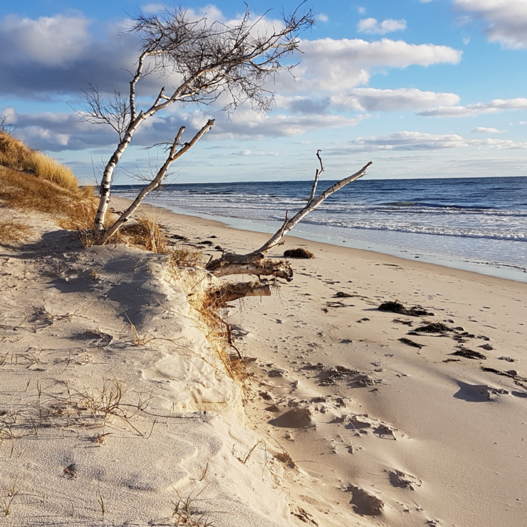 Photo of the sandy coast of Skåne, Sweden, on a nearly-clear day
