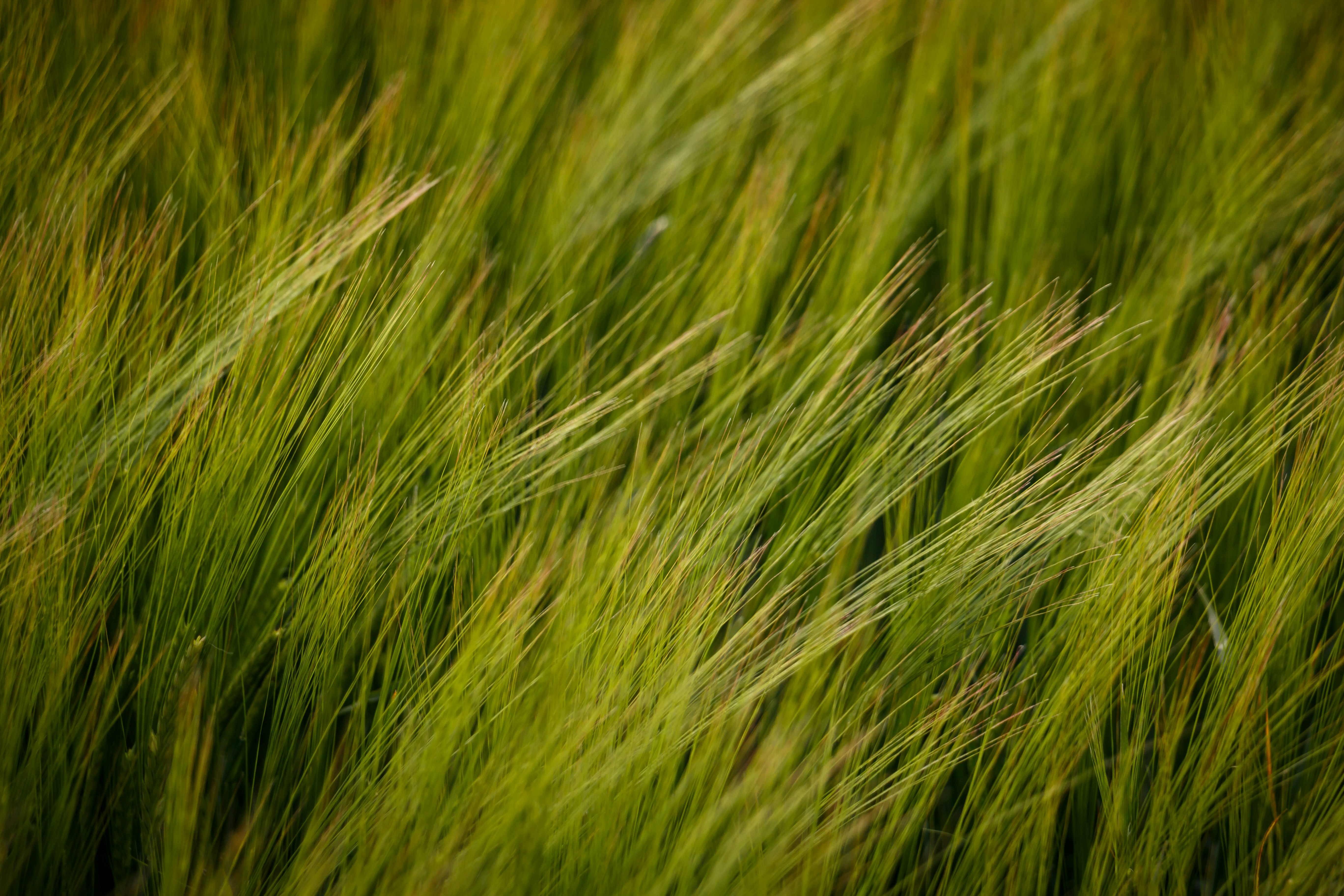 Close-up photo of green grass in the wind, by Rasmus Gundorff Sæderup on Unsplash